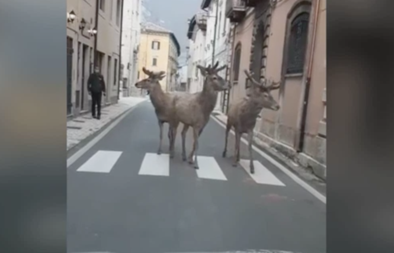 Strade Deserte Per Il Coronavirus Tre Cervi Passeggiano In Un Paesino