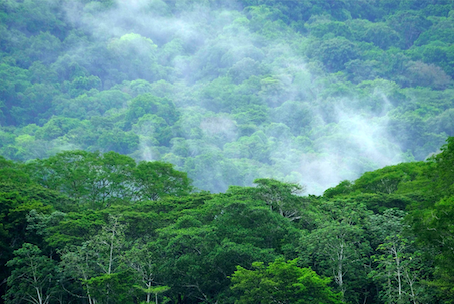Il Carara National Park, in Costa Rica, 25 maggio 2019. Epa/Jeffrey Arguedas