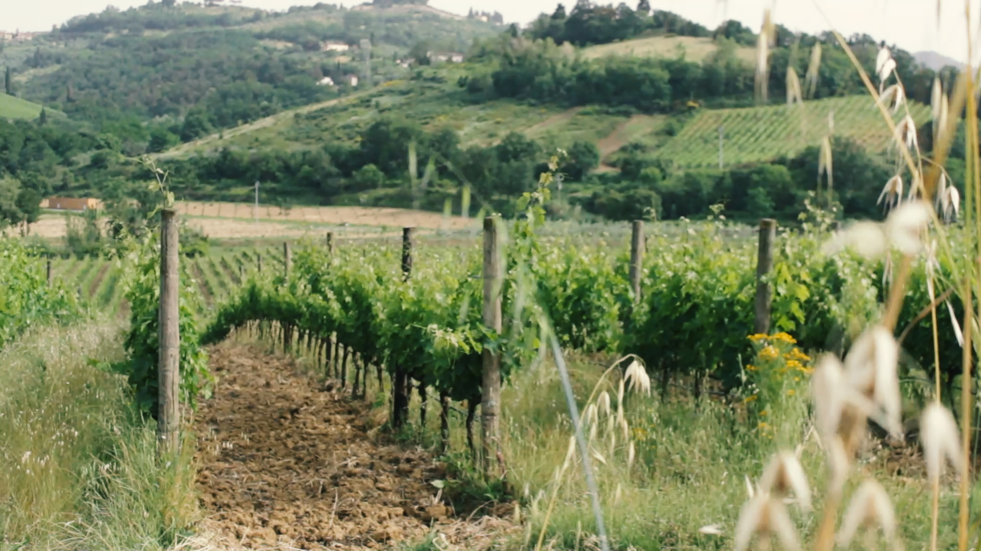 La sfida bio di Carmignano ai pesticidi: il piano sostenibile che salva i posti di lavoro – Il video