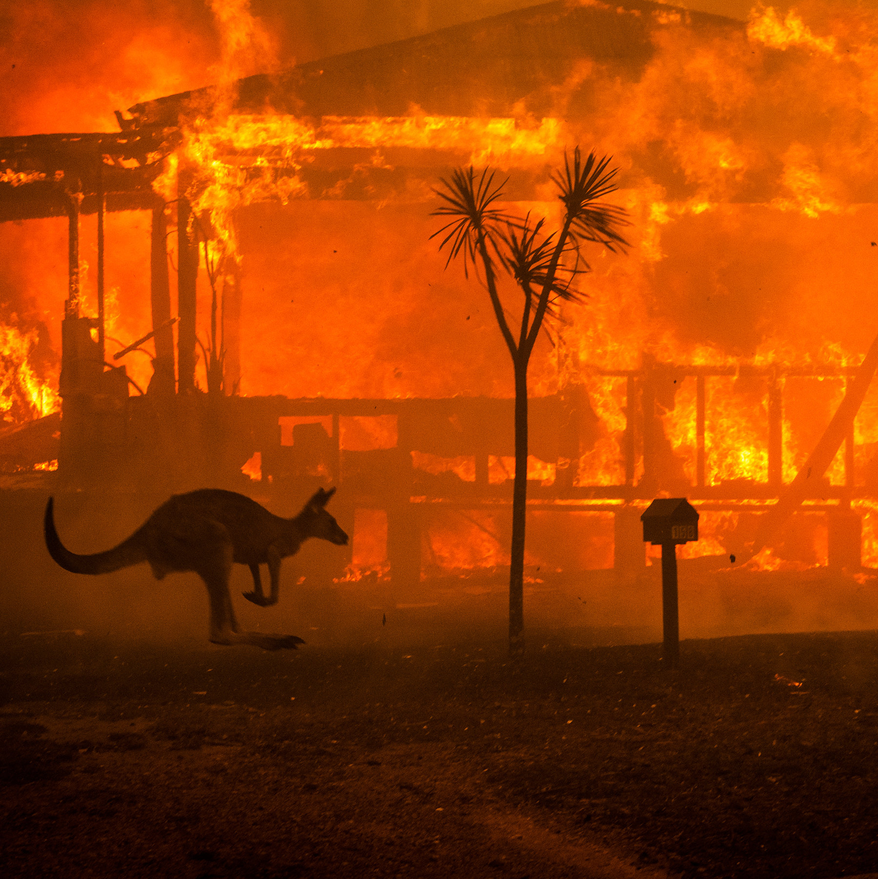 Australia in fiamme, le immagini dei koala e dei canguri morti sul ciglio della strada – Il video