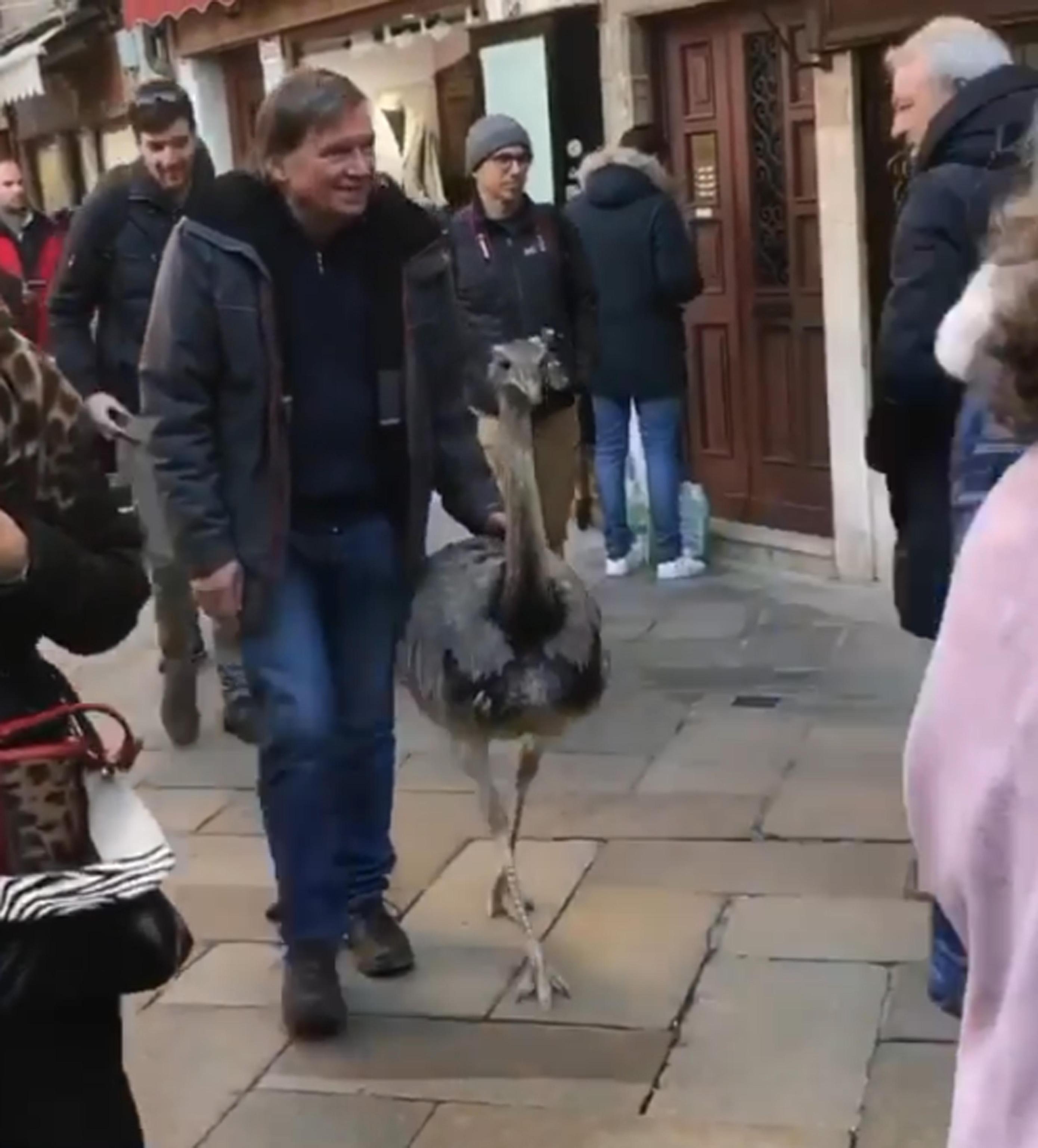 Fermo immagine di un video pubblicato sulla pagina Facebook dell'associazione "Venezia NON è Disneyland" che documenta la passeggiata di due struzzi australiani per le calli di Venezia, 2 gennaio 2020. I proprietari, di origine slovena e appartenenti ad un circo che in questi giorni si trova a San Donà di Piave, sono stati multati per intralcio alla circolazione e violazione del regolamento di igiene degli animali. Applicato anche il Daspo urbano. ANSA/FACEBOOK VENEZIA NON E' DISNEYLAND