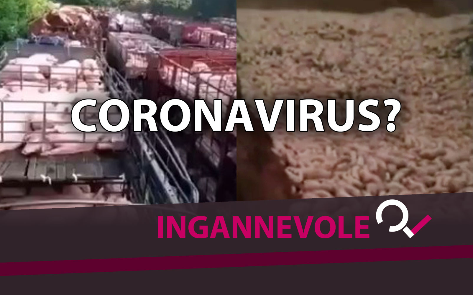 Il video dei maiali ammassati e gettati in una fossa comune in Cina: non è Coronavirus
