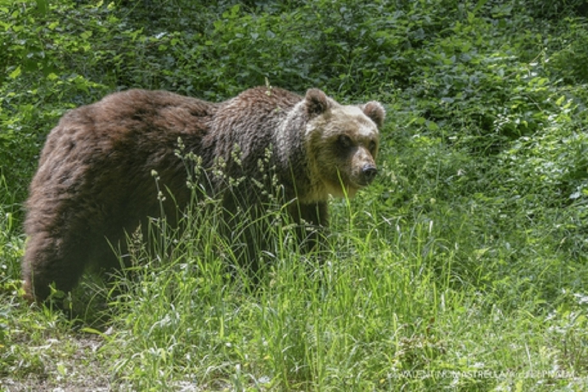 Spray al peperoncino contro orsi e lupi: dopo il caso di Jj4 in Trentino,  torna lo scontro tra difesa ed errori dell'uomo - Open