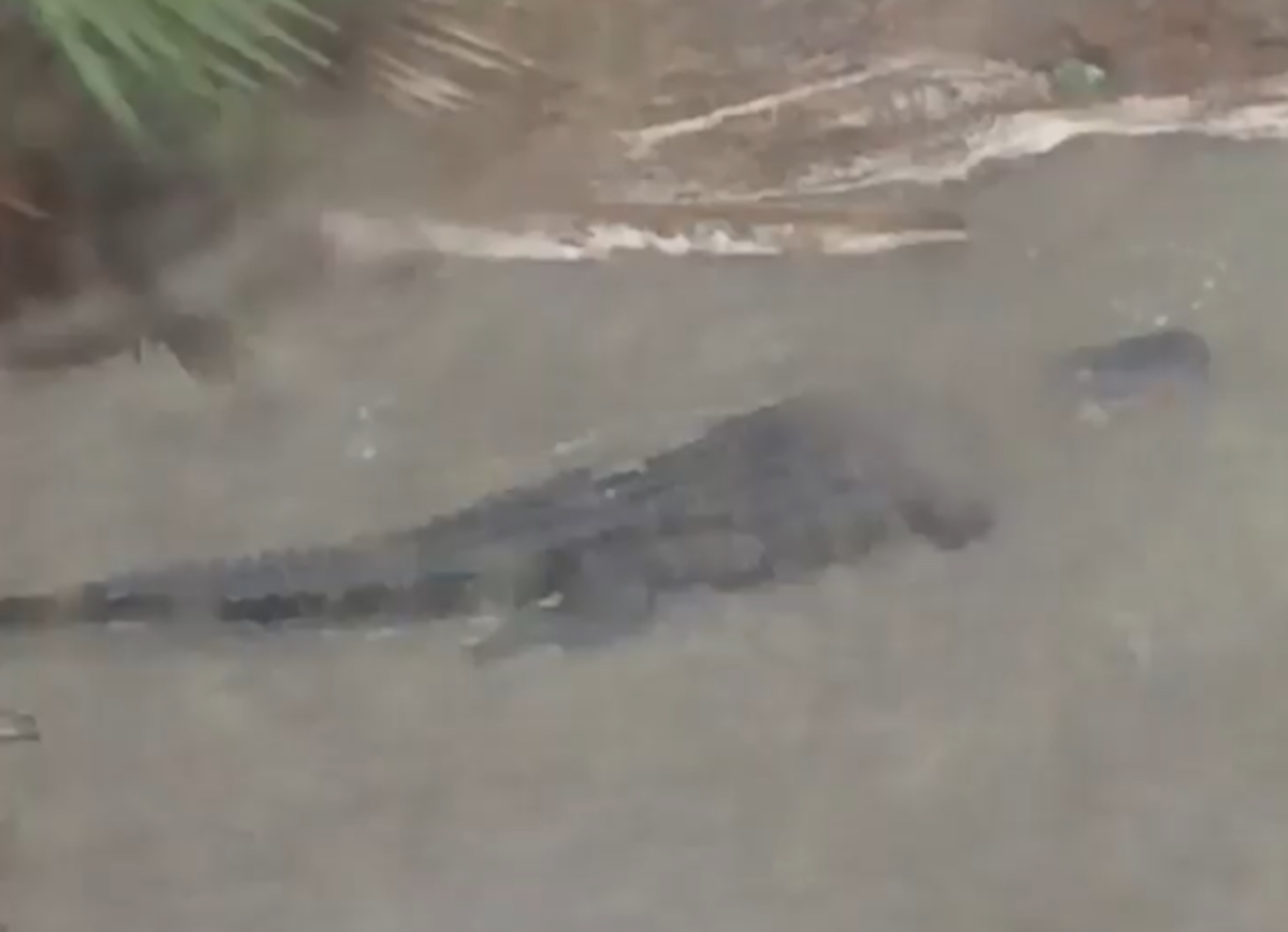 Stati Uniti. Dopo l'uragano Sally un alligatore gigante nuota per strada a Gulf Shores - Il video