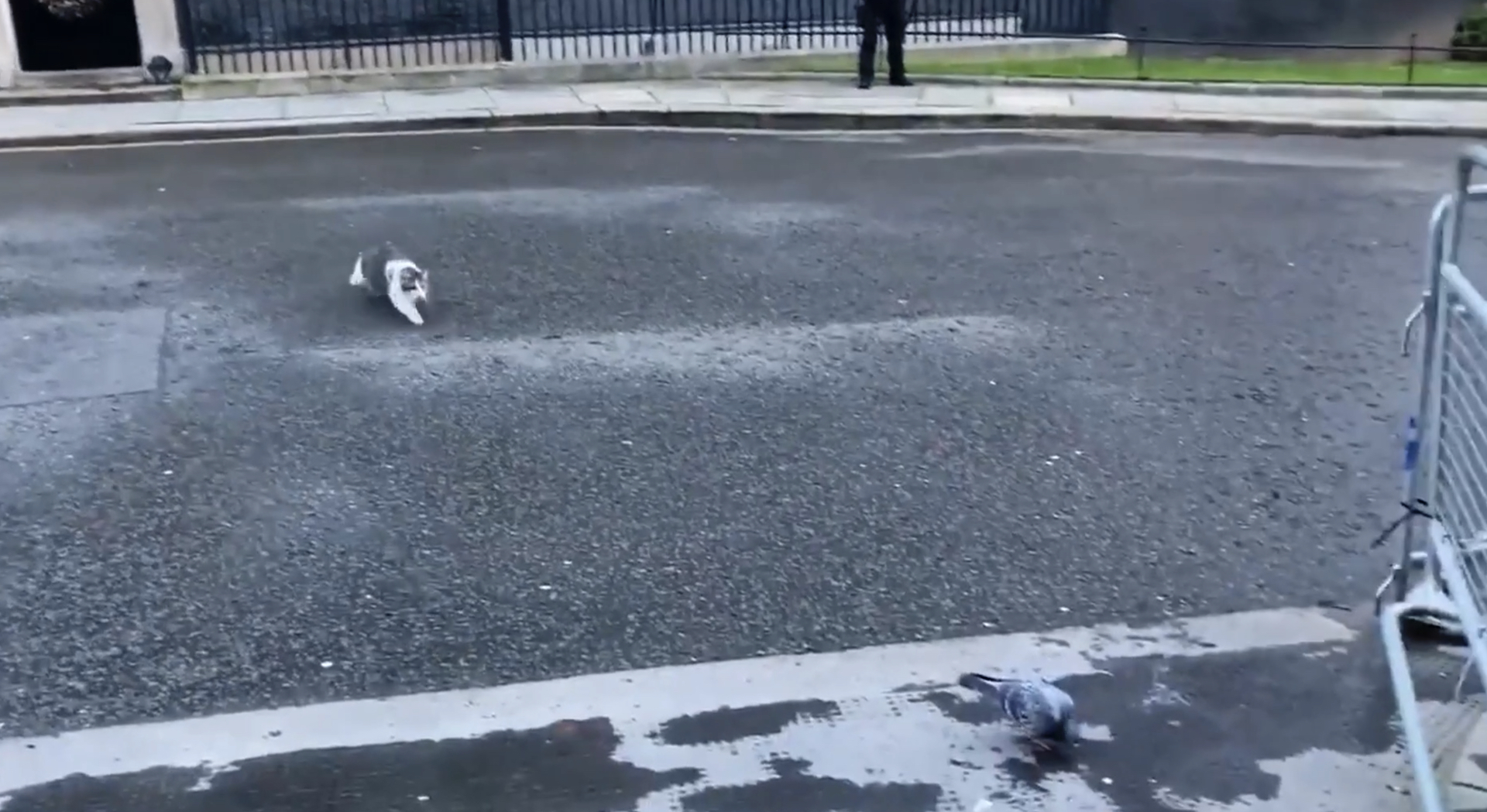Larry, il gatto di Downing Street, attacca un piccione davanti alla stampa che aspetta Johnson. E diventa una notizia &ndash; Il video