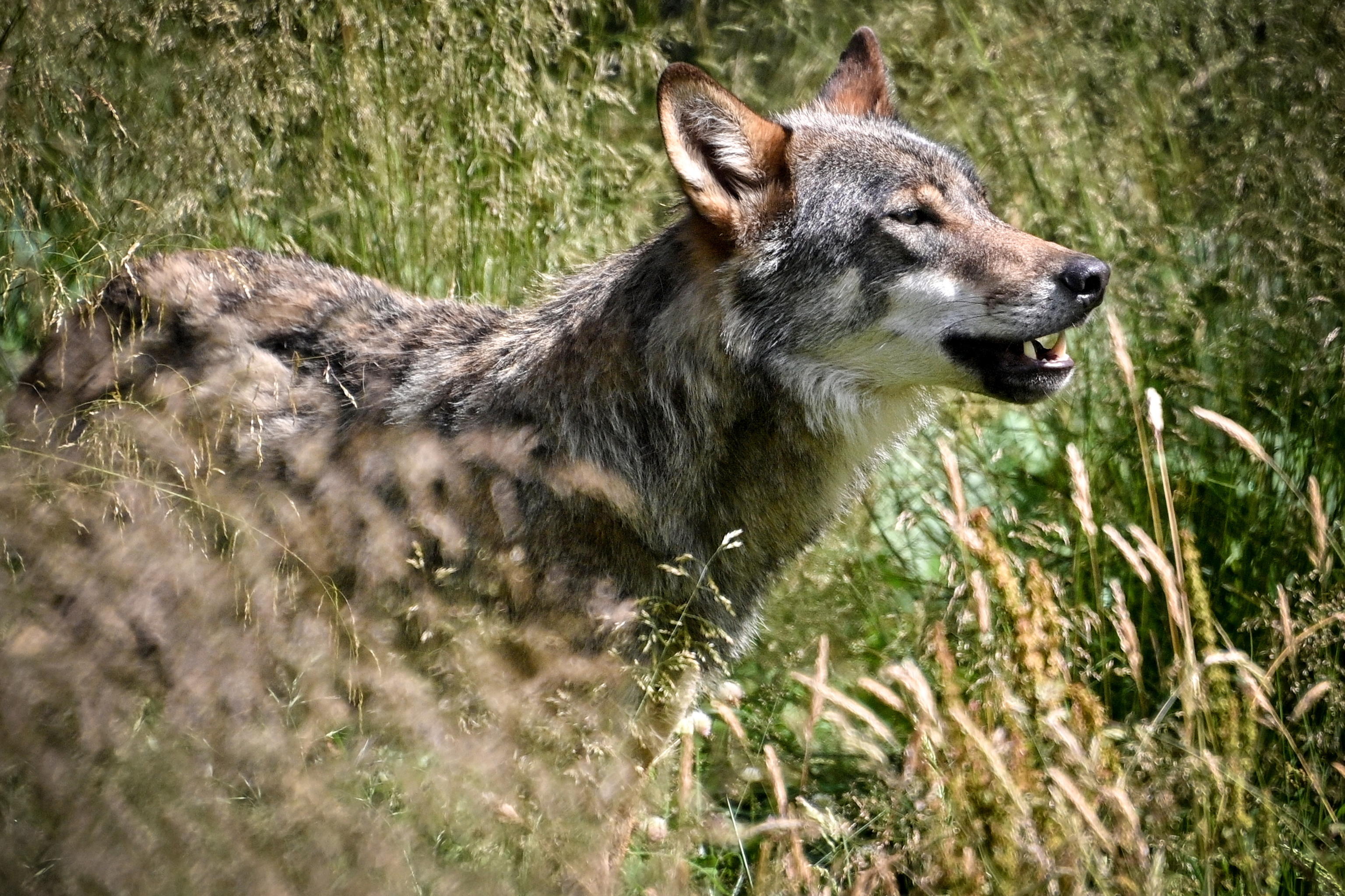 Perché si parla di bambini-lupo in Spagna