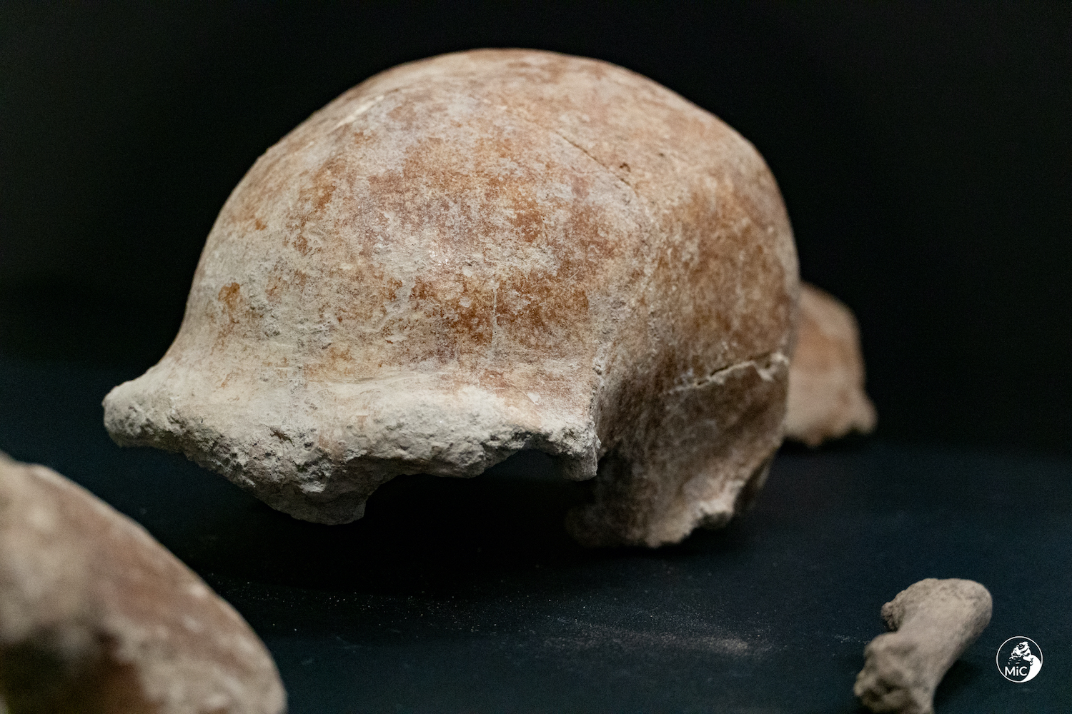 Ufficio Stampa Mic / Emanuele Antonio Minerva | Scoperti i resti di 9 uomini di Neanderthal al Circeo
