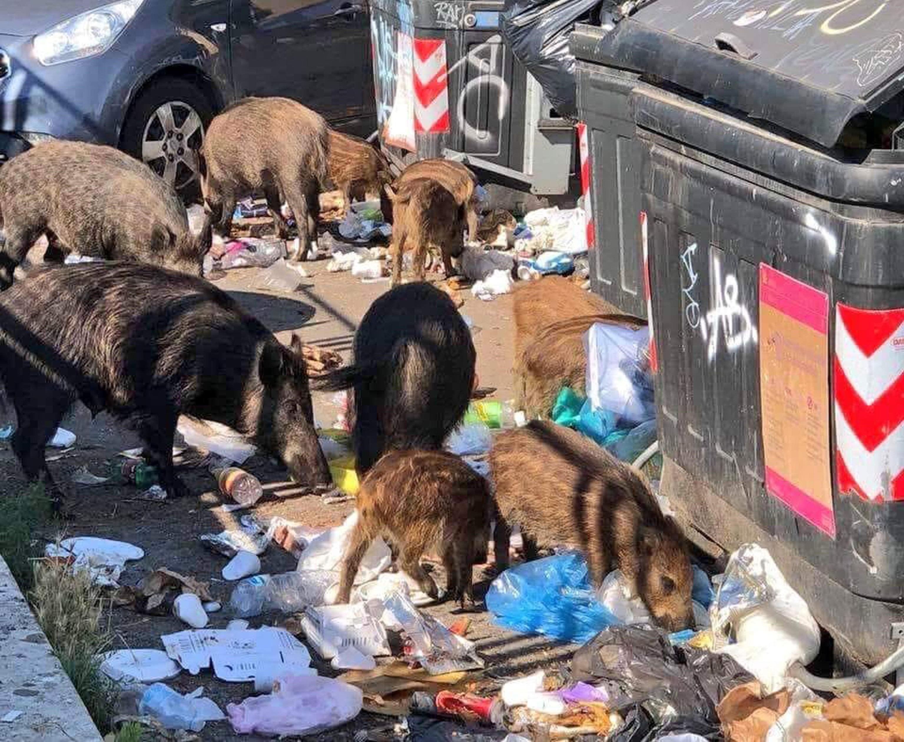 Cinghiali a Roma rovistano tra i rifiuti