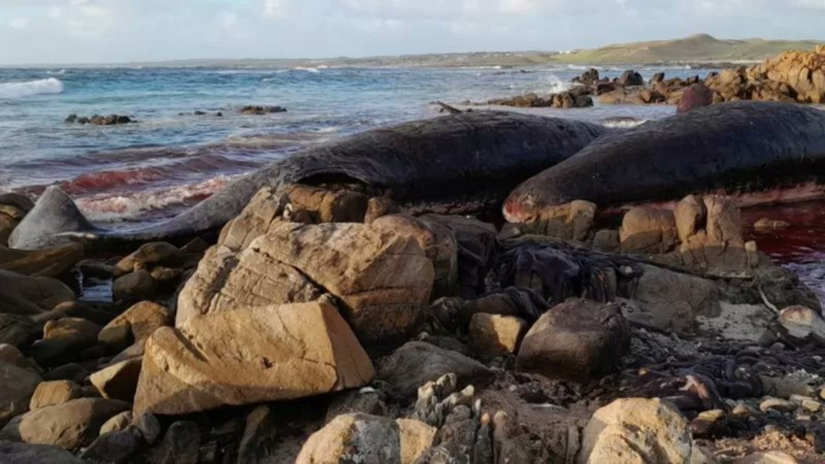 Почему киты выбрасываются на берегу. Киты в Австралии выбросились на берег. Киты выбросились на берег 2022.