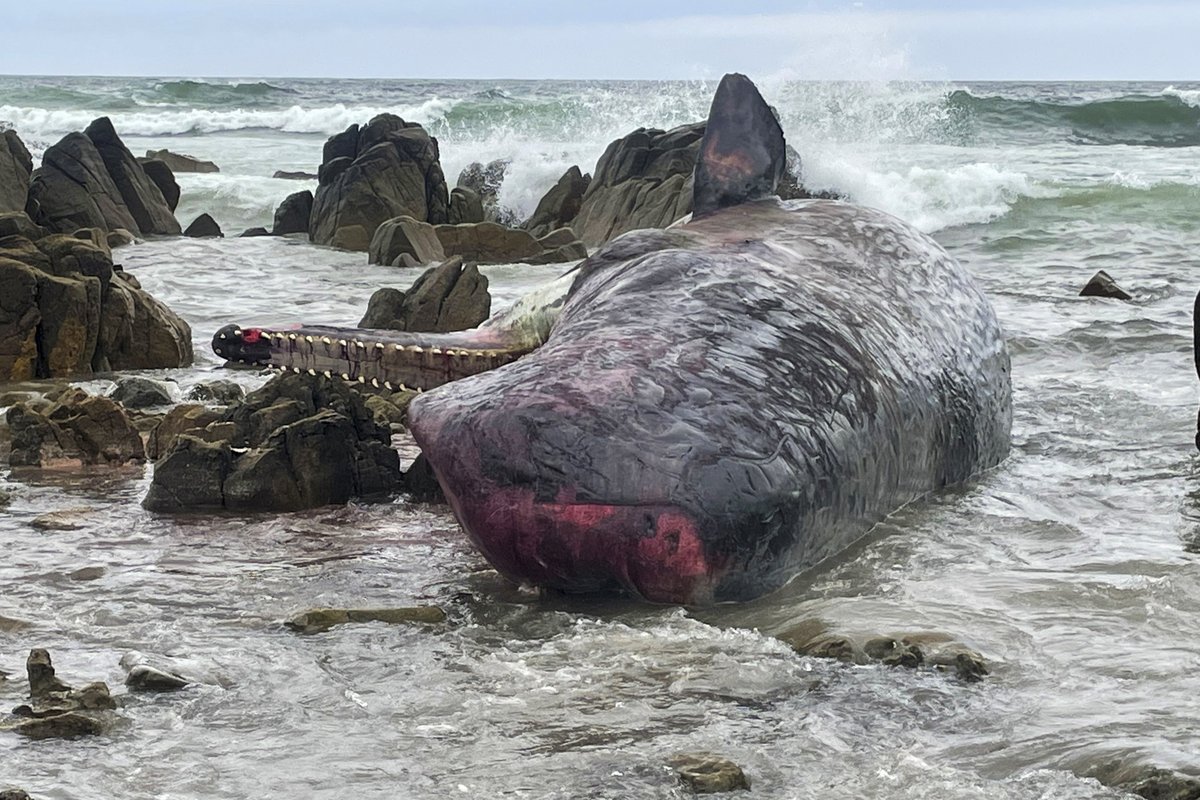 cetacei spiaggiati tasmania