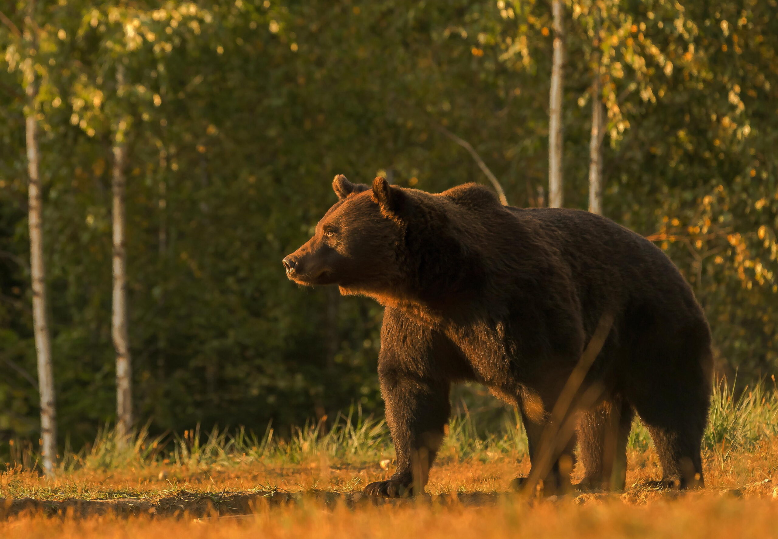 «Sono stato aggredito da un orso…», ma l’ente del parco d’Abruzzo non gli crede: i dubbi sul racconto del 33enne che ora chiede i danni