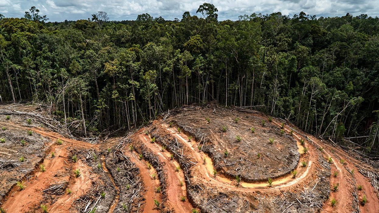 Cacao, caffè, soia, olio di palma: l’Ue vieta l’importazione dei prodotti derivati dalla deforestazione