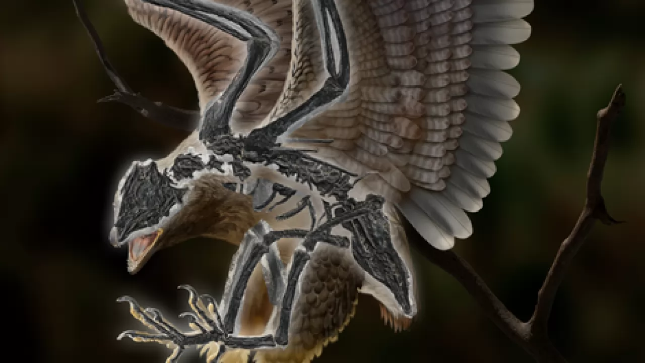 Fossil with the body of a bird and the head of a dinosaur discovered in China – photos and video