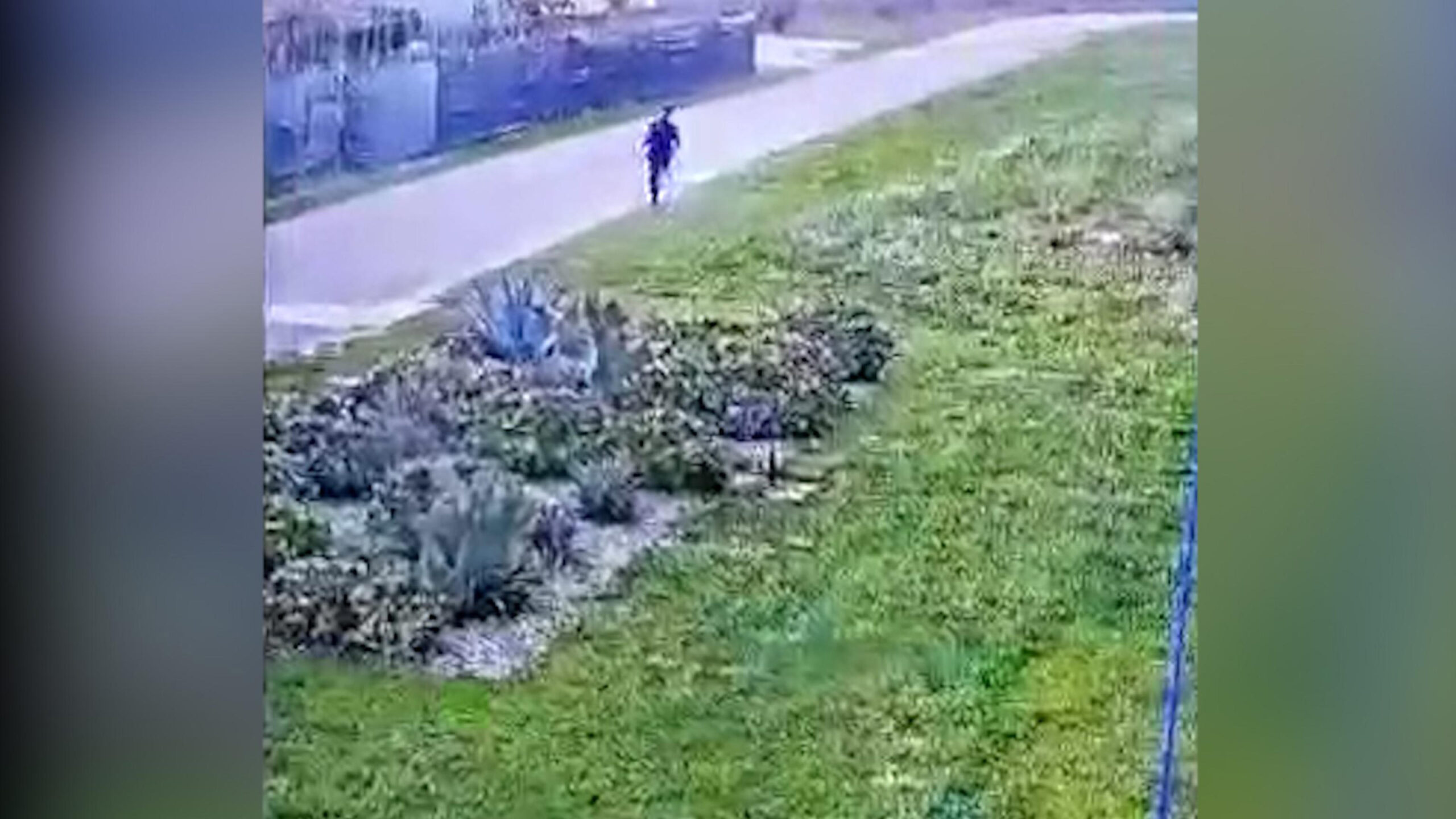(fotogramma da video) Si è calato con le lenzuola dal braccio di massima sicurezza del carcere di Badu' e Carros a Nuoro e si è dato alla fuga. Marco Raduano, detto "Pallone", originario di San Giovanni Rotondo (Foggia) di 40 anni, boss del clan dei Montanari della mafia garganica, è ora ricercato in tutta la Sardegna con posti di blocco nelle strade principali e secondarie, nei porti e aeroporti.
ANSA