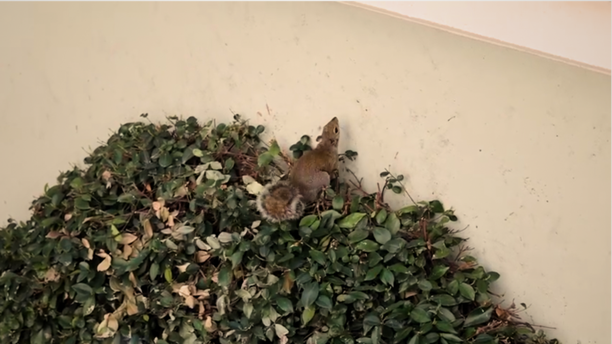 Un ospite curioso a Open, la visita con la primavera dello scoiattolo grigio (sempre più presente a Milano) – Il video