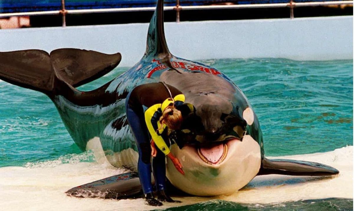 Dopo 50 anni in cattività l’orca Tokitae potrà tornare in libertà: la vittoria degli animalisti dopo anni di scontri