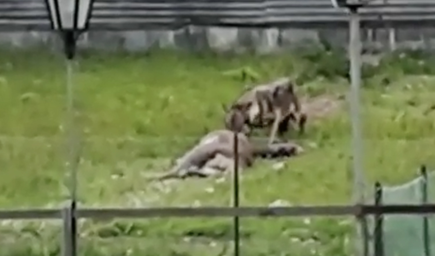 Il lupo divora la preda nel giardino di un hotel, l’avvistamento in pieno giorno nel Bellunese – Il video
