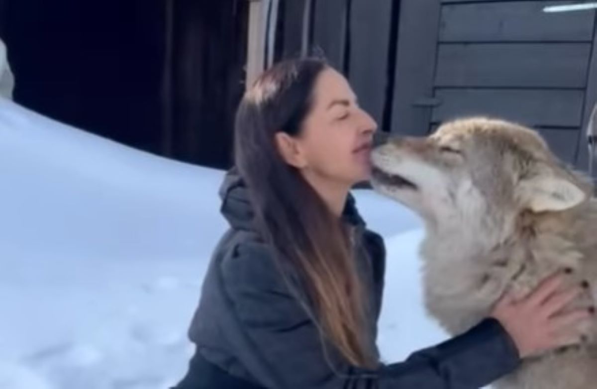 La figlia di Mina balla coi lupi, l’incontro emozionante di Benedetta Mazzini al Wolf Lodge – Il video