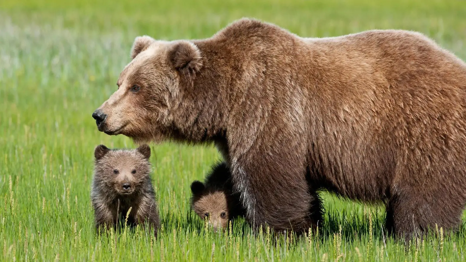 Fugatti firma una nuova ordinanza per abbattere l'orsa Jj4. La protesta  degli animalisti - Open