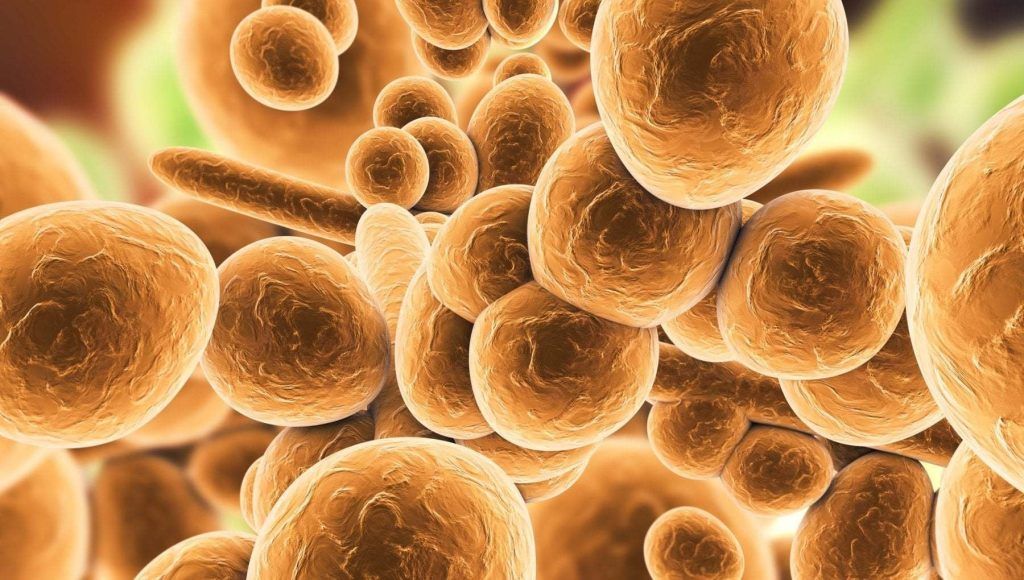 candida auris cos'è contagio come avviene