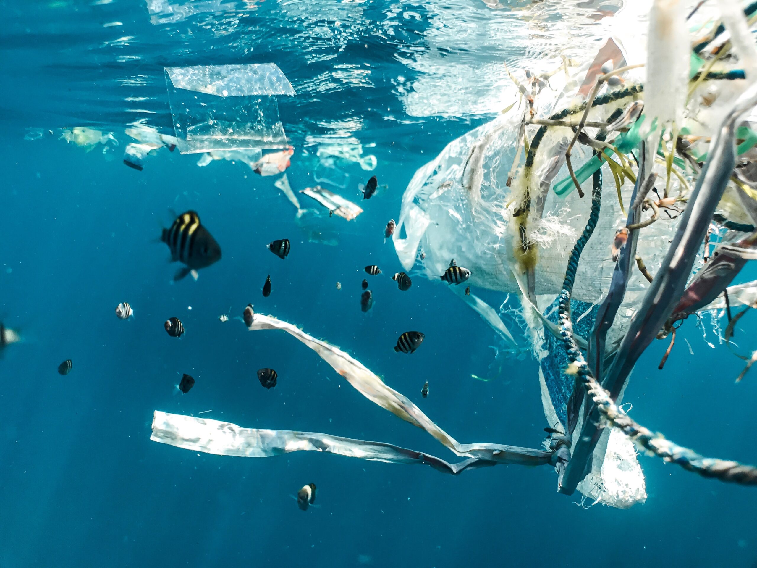 L’inquinamento da plastica e il falso mito del riciclo: «Costoso, complesso e pure tossico. Ecco perché non è la soluzione»