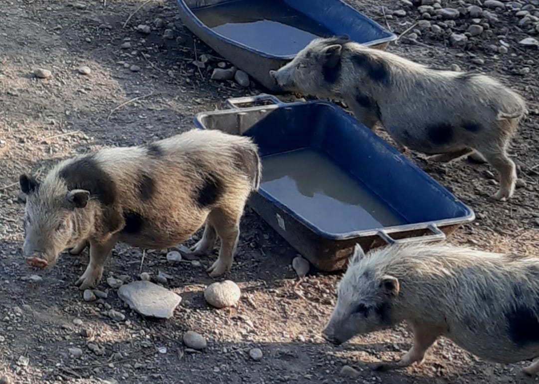 porcikomodi volontari veg santuario animali