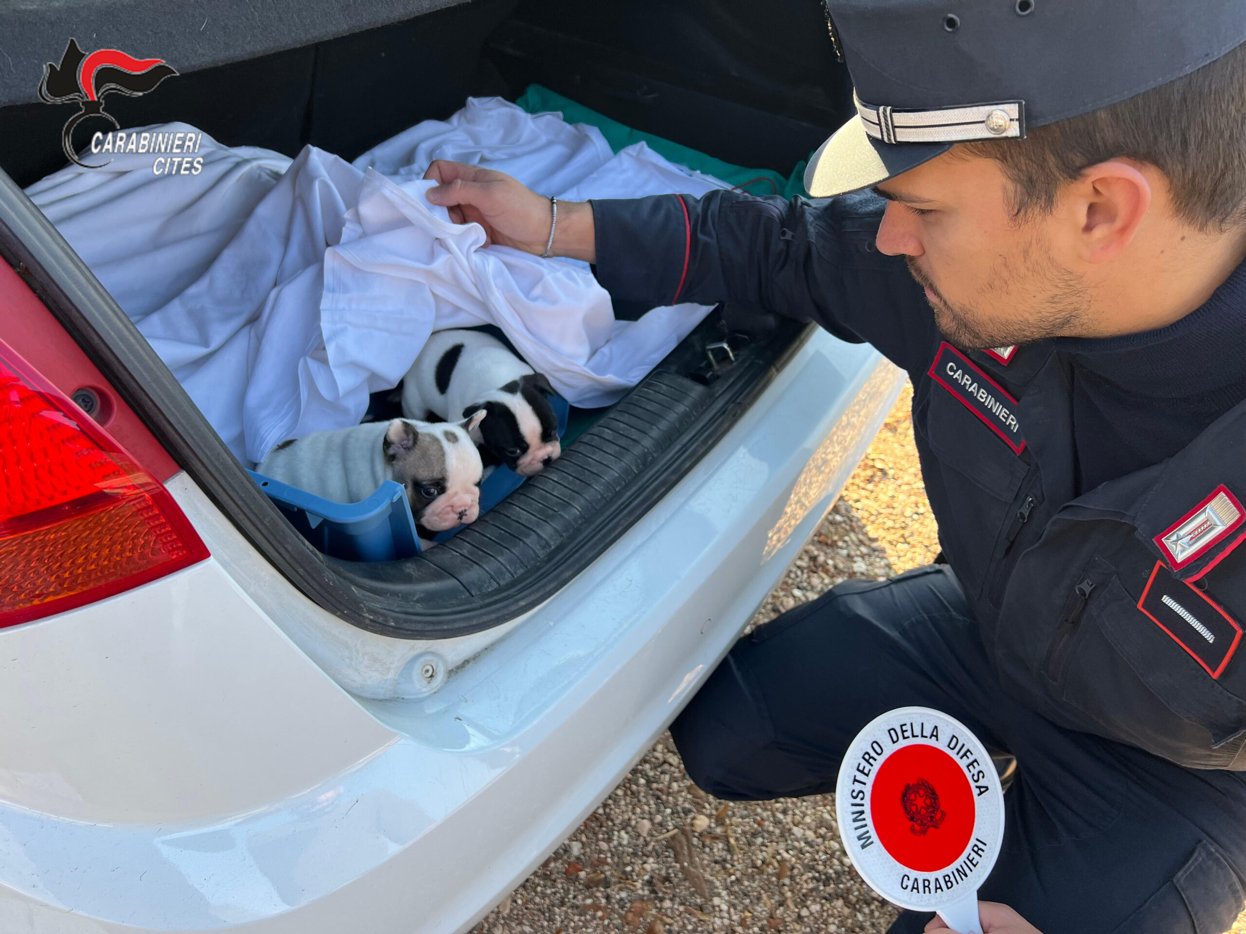 Trafficavano cuccioli di cane dalla Romania, in quattro a processo – Il video