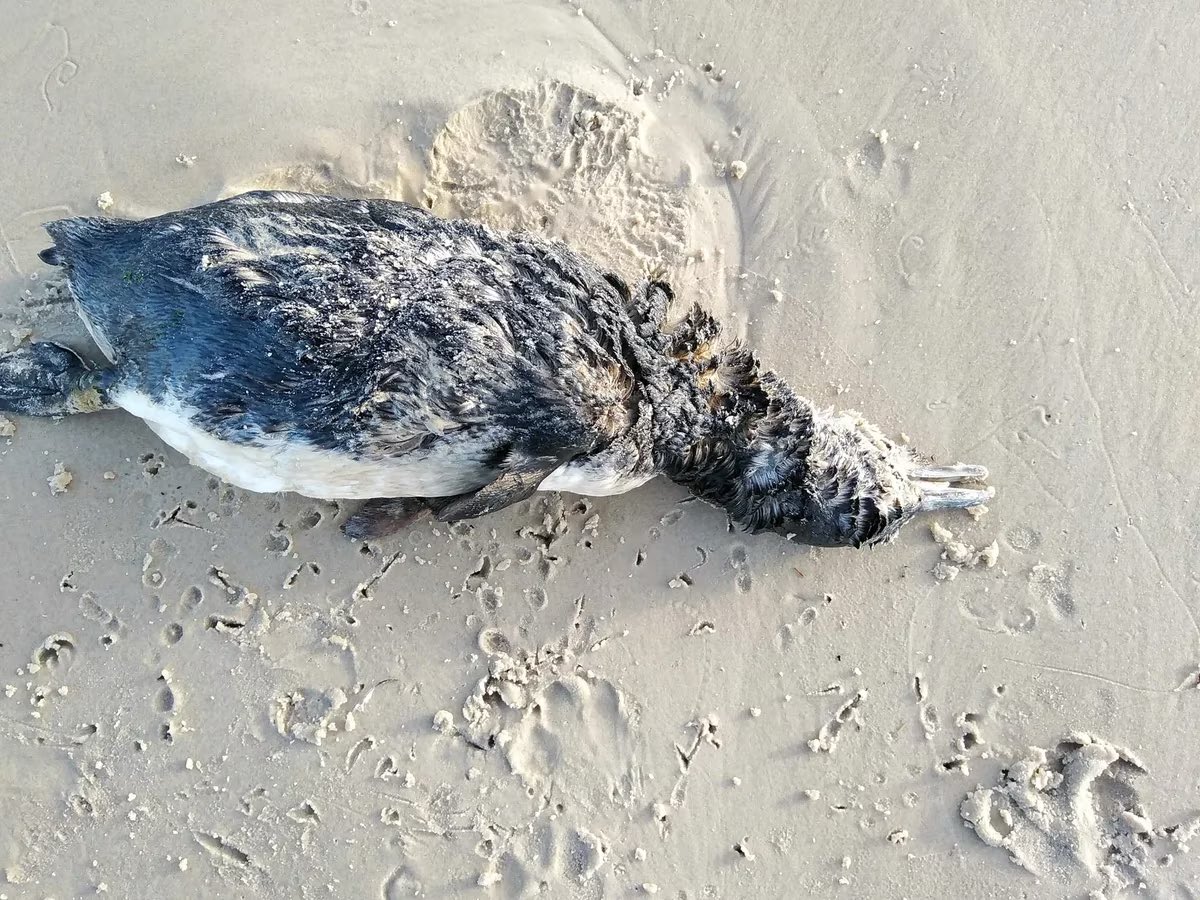 2 mila pinguini morti spiagge uruguay