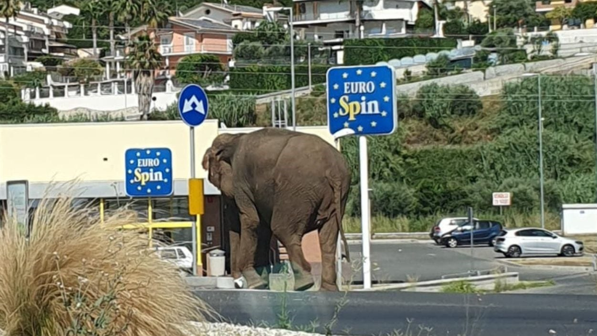 Cosenza, elefante passeggia sulla statale di Amantea dopo essere fuggito dal circo – Il video