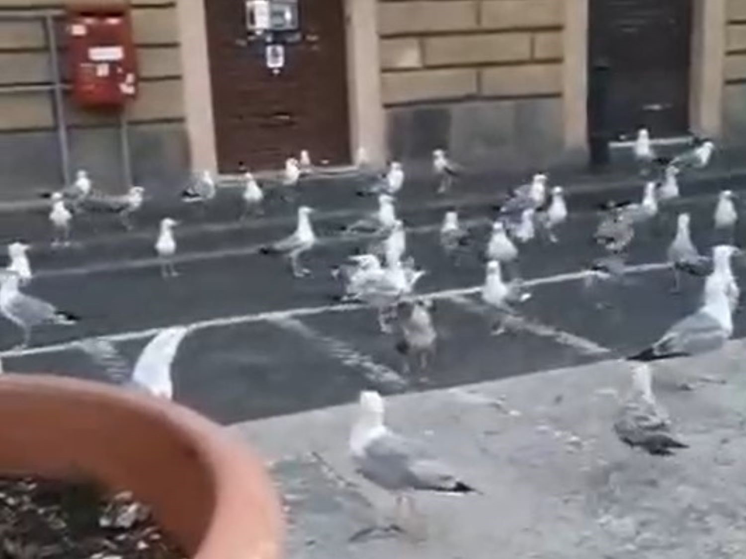 Roma, stormo di gabbiani all’assalto di San Pietro – Il video