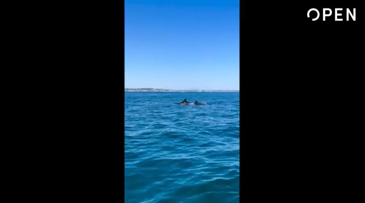 I delfini al porto di Ancona: la loro magica danza incanta il web – Il video