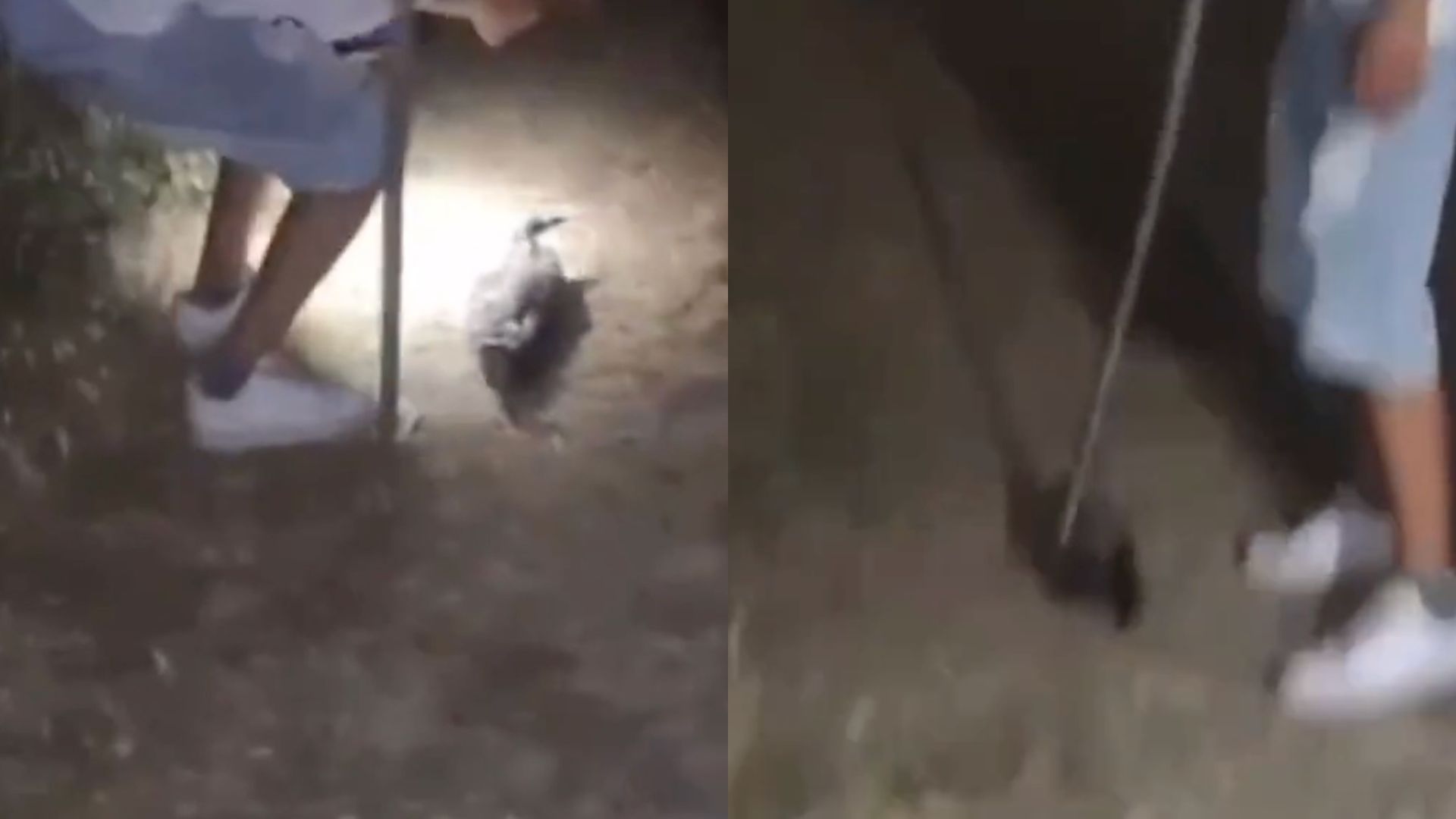 Finiscono a bastonate un’anatra agonizzante nel Foggiano, nel video gli sputi e le risate. Gli animalisti: «Una violenza pericolosa» – Il video