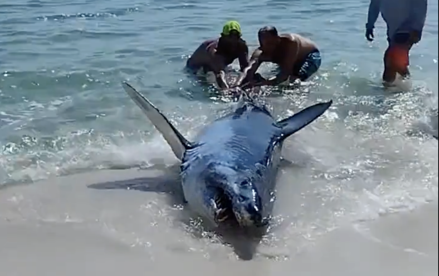 Florida, uno squalo Mako si spiaggia e rischia di soffocare: salvato da quattro bagnanti – Il video