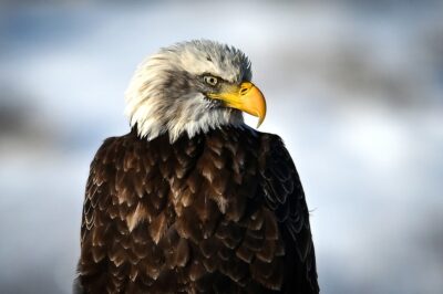 cacciatori aquila calva stati uniti