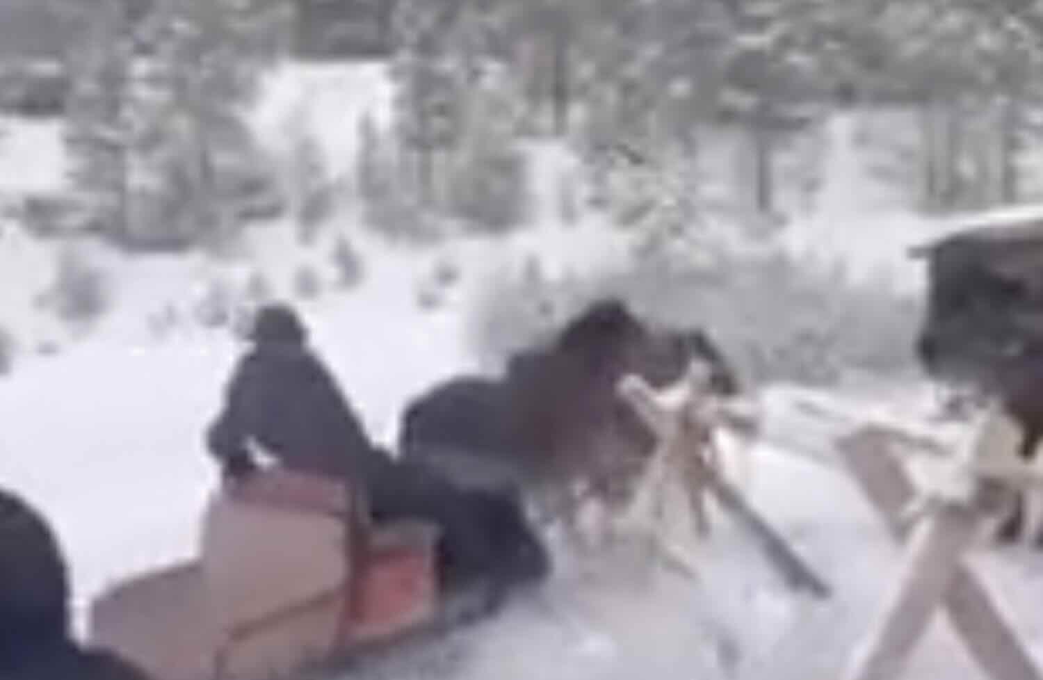 Il caso dei cavalli imbizzarriti usati per trainare gli sciatori, gli animalisti in procura a Bolzano: «Quella è tortura» – Il video