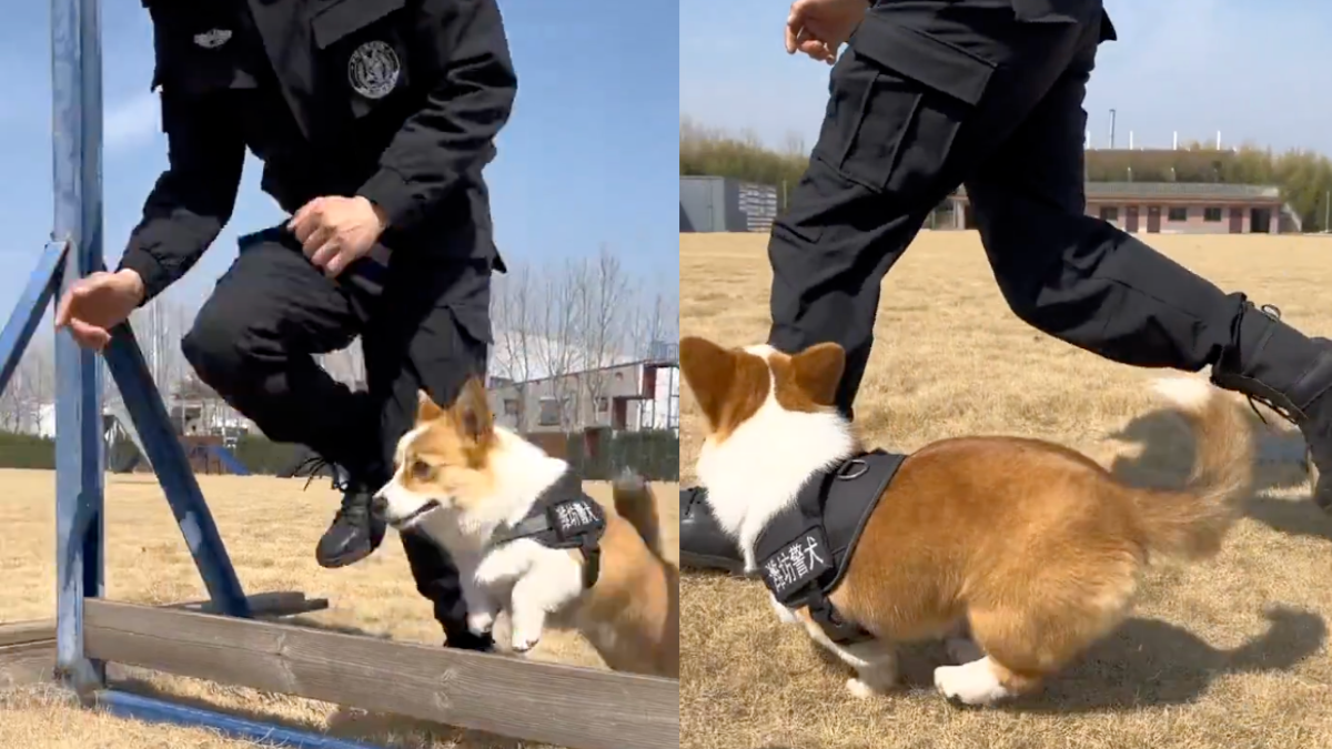 Cina, il nuovo agente di polizia è un cucciolo di cane Corgi. E Fuzai  diventa una star social - Il video - Open