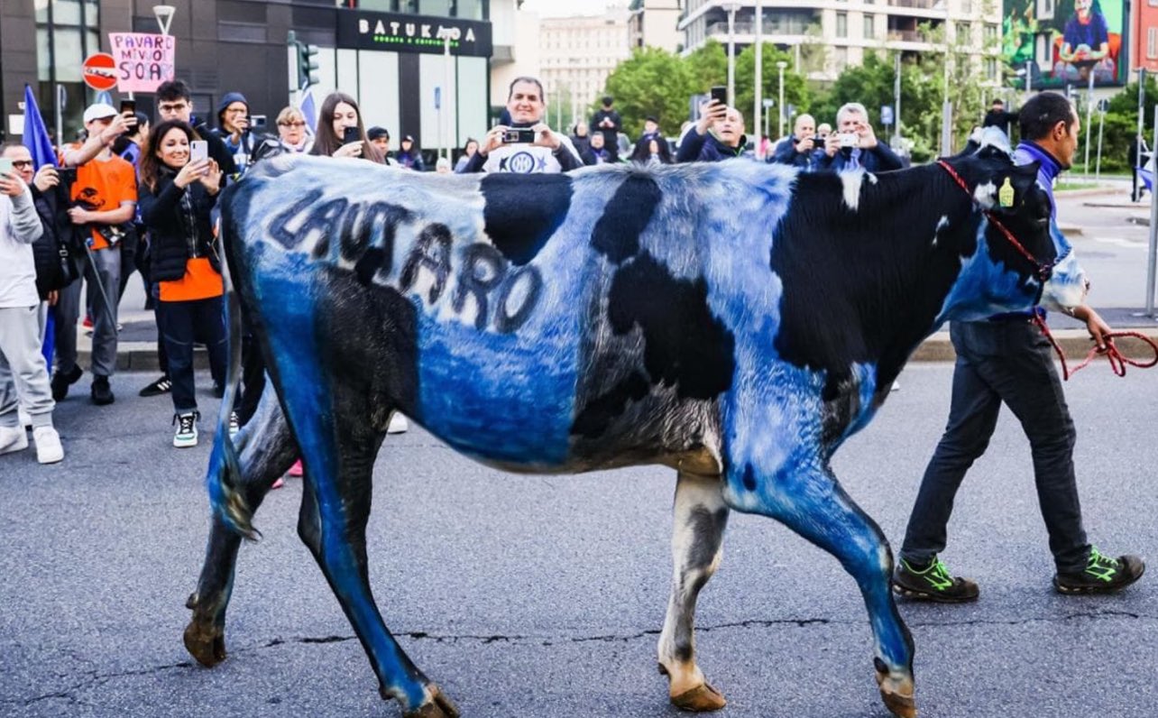 La mucca nerazzurra alla festa Scudetto dell’Inter, animalisti in Procura: scatta la denuncia per maltrattamenti – Il video
