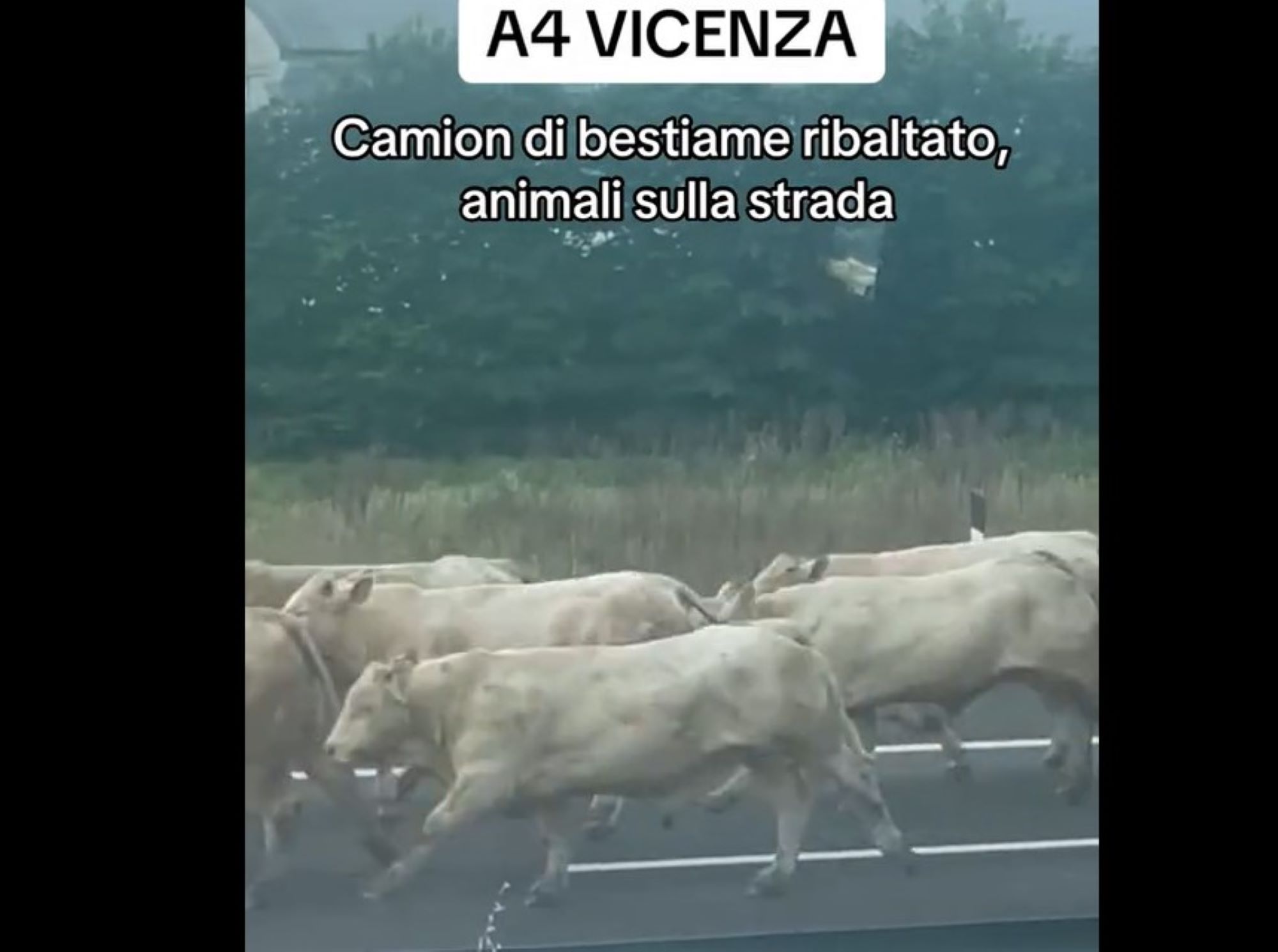 Vicenza, camion con bestiame si ribalta sull’A4. Le mucche fuggono in autostrada – Il video