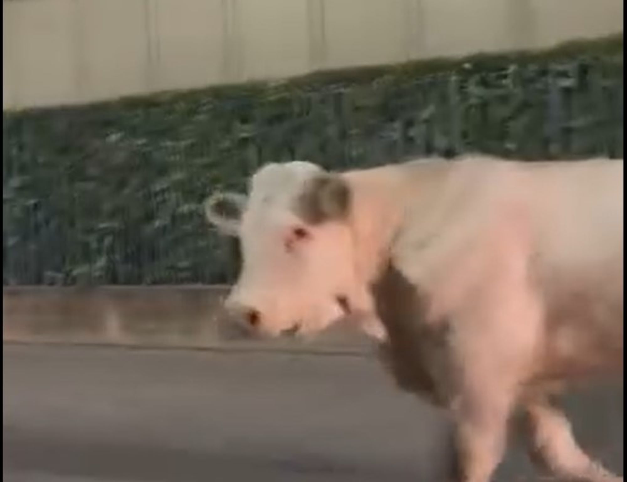 Scorrazzava per Vicenza da due settimane: catturato il toro scappato dopo un incidente stradale – Il video