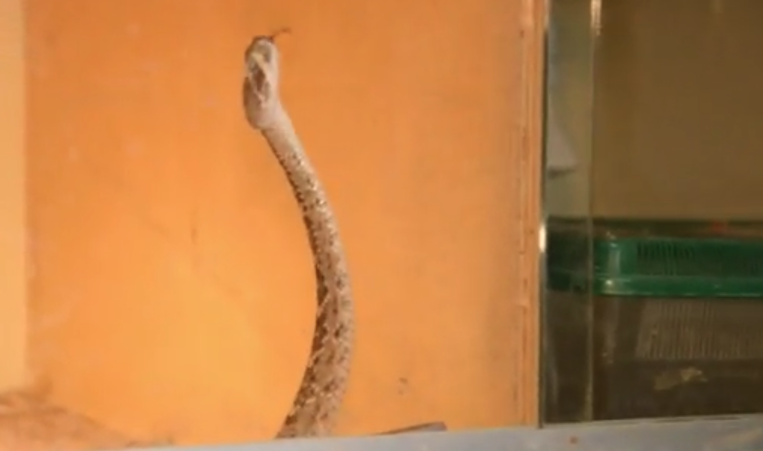 Sicilia, sequestrati cinque ret­ti­li pe­ri­co­lo­si e mortali per l’uomo in un centro di recupero per animali – Il video