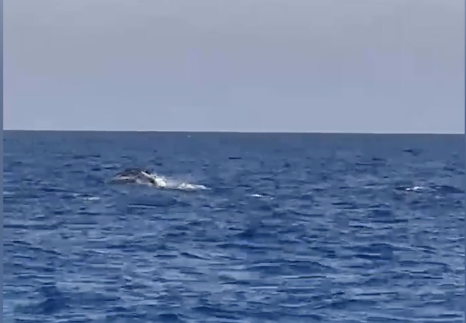 Delfini Ischia