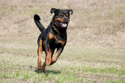 Rotweiler