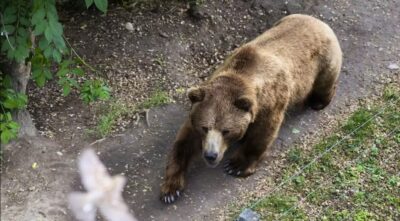 turista orso naroncolo trento