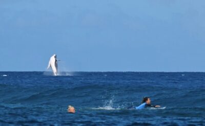 Balena surf Olimpiadi