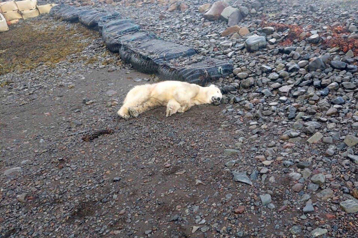 Islanda orso polare ucciso