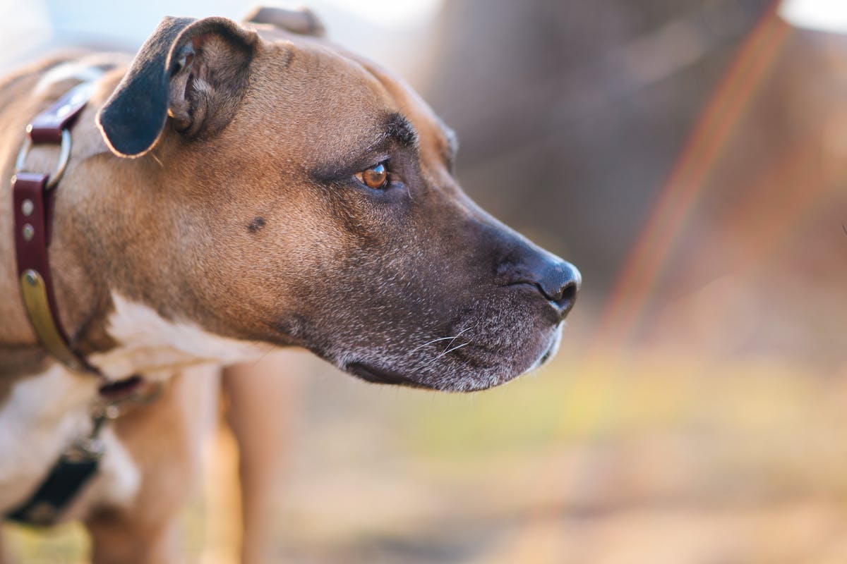 pitbull cane