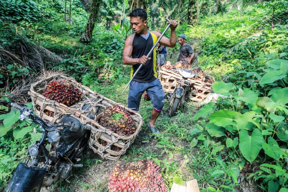 Olio di palma deforestazione in Indonesia Eudr Unione Europea