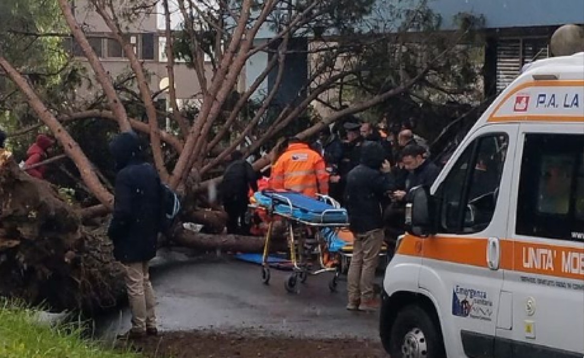 Salerno, il vento fa cadere un albero davanti l'università