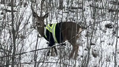 cervo giubbotto catarifrangente canada