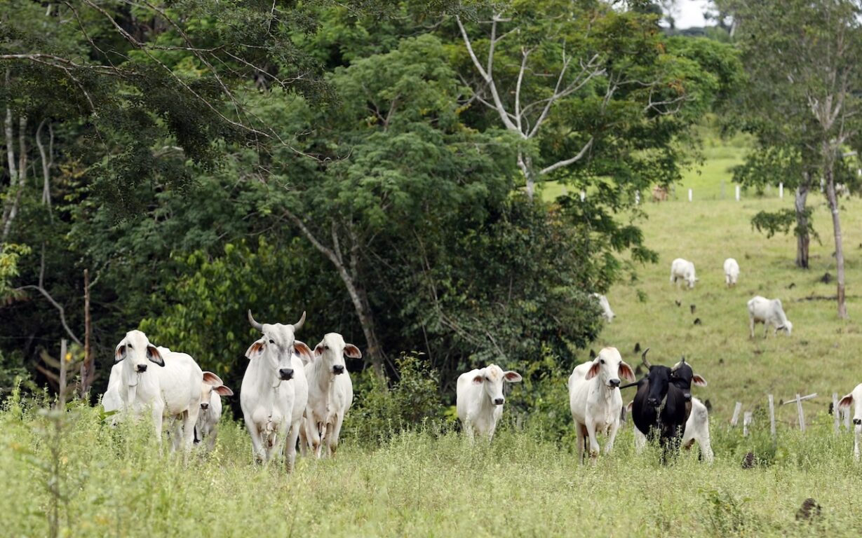 Bovini pascolano nell'amazzonia colombiana deforestata Eudr Ue deforestazione